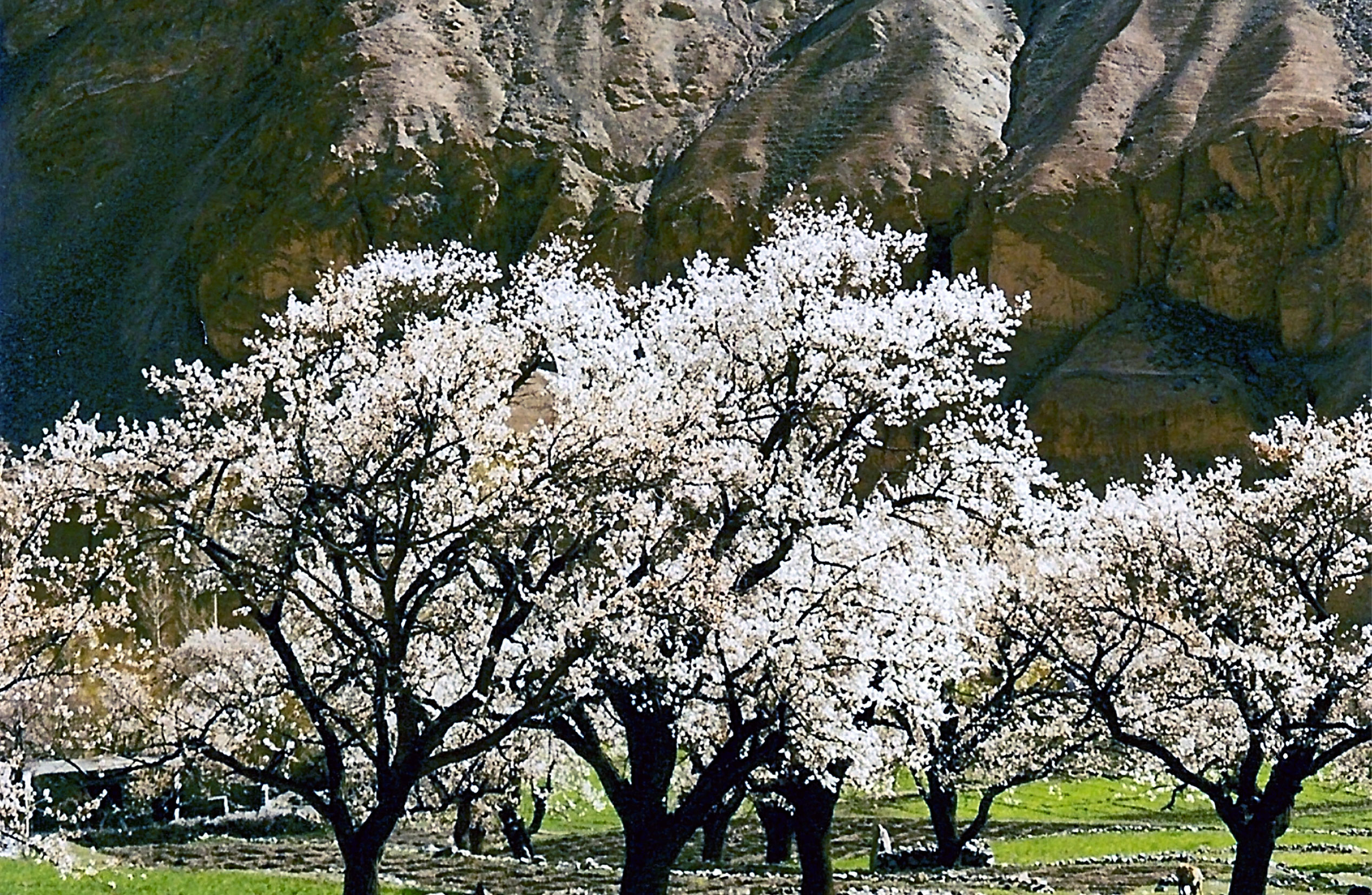 Champ d'abricotiers en fleur dans la vallée de Hunza en Himalaya